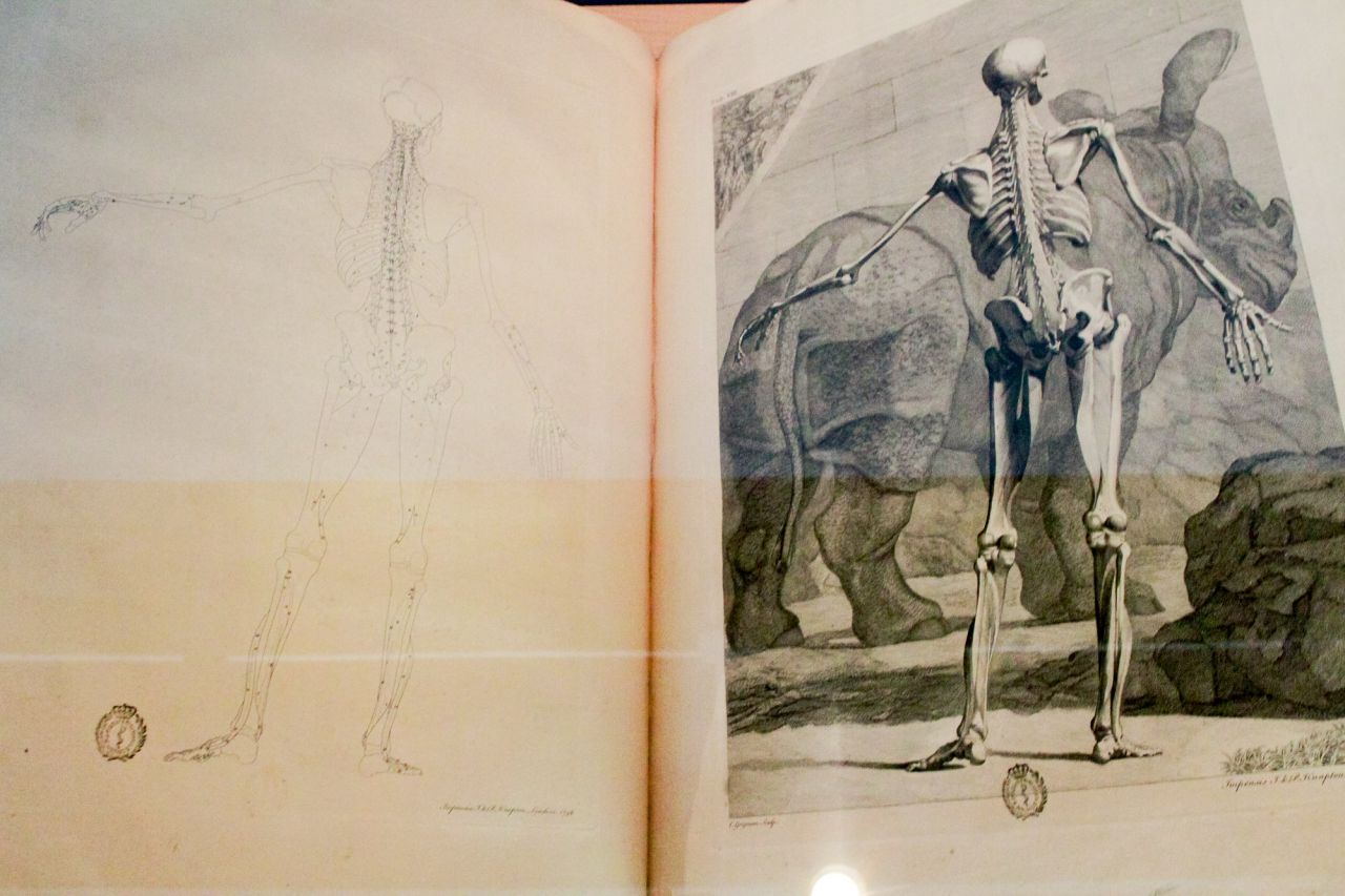 Tractatus de órgano auditus.