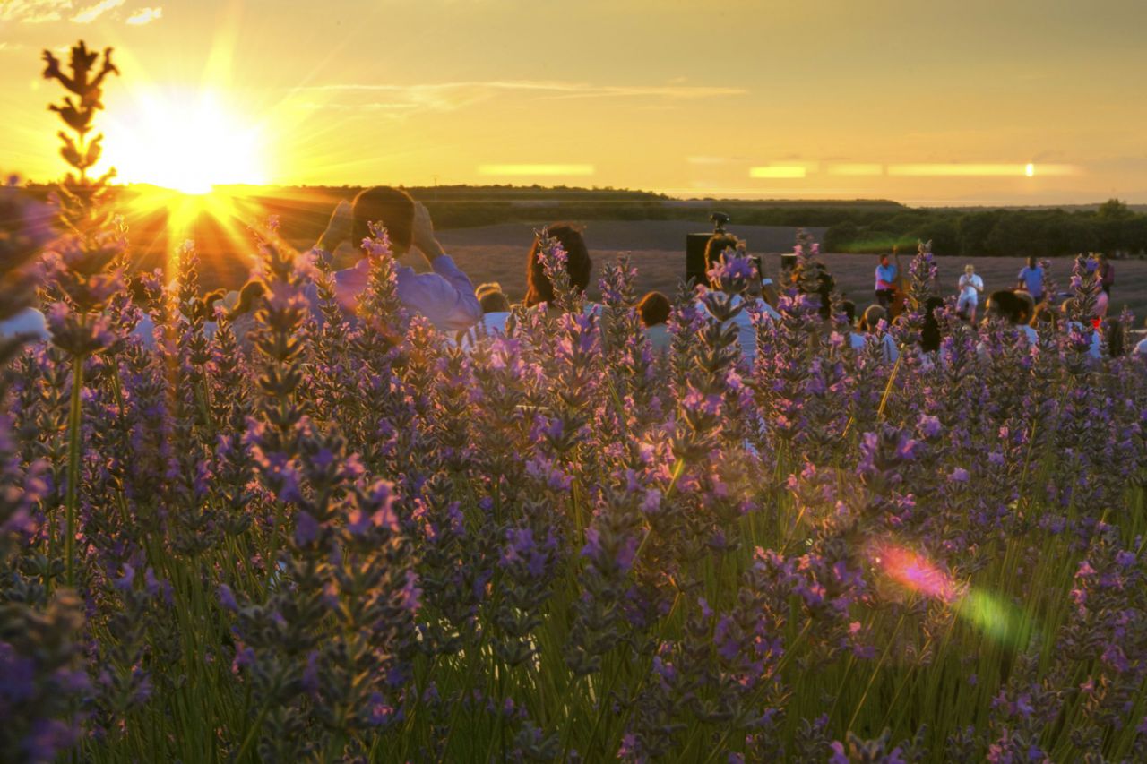 Campos de lavanda en Brihuega.