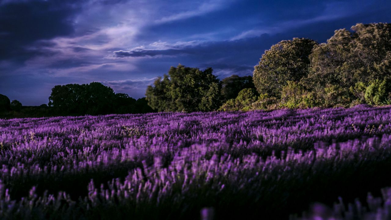 Campos de lavanda en Brihuega.