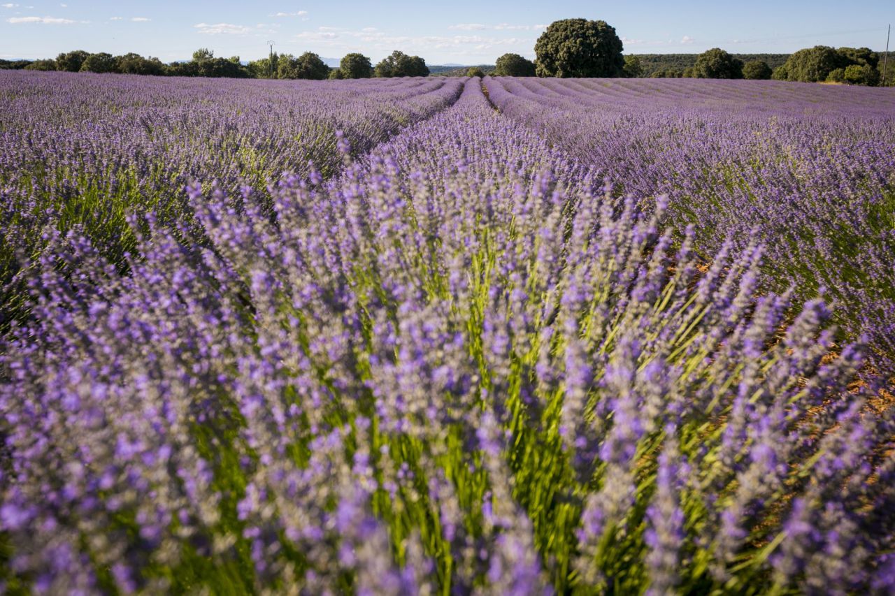 Lavandín, híbrido de la lavanda y el espliego, en floración.