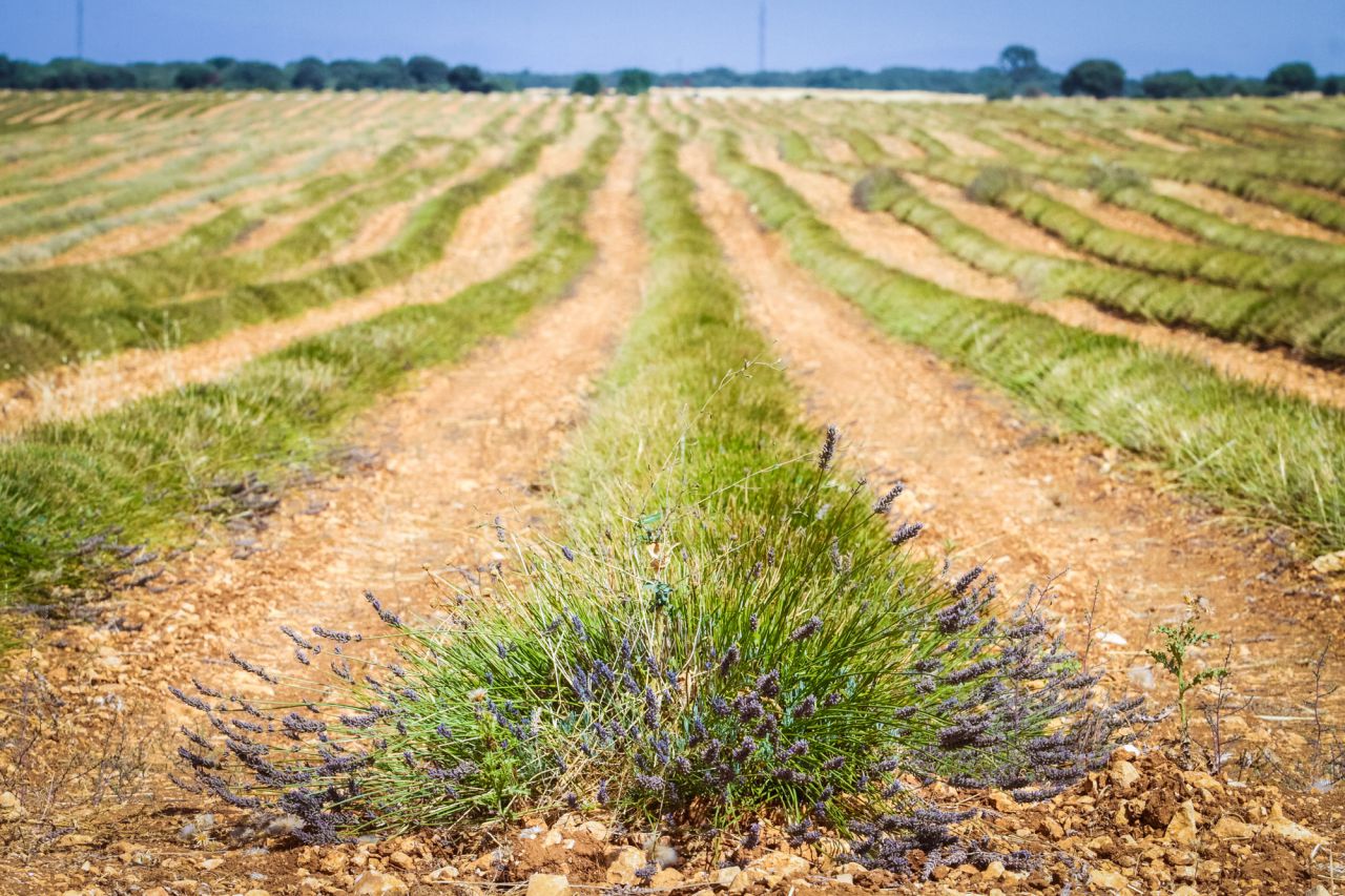 Plantación de lavanda recolectada.