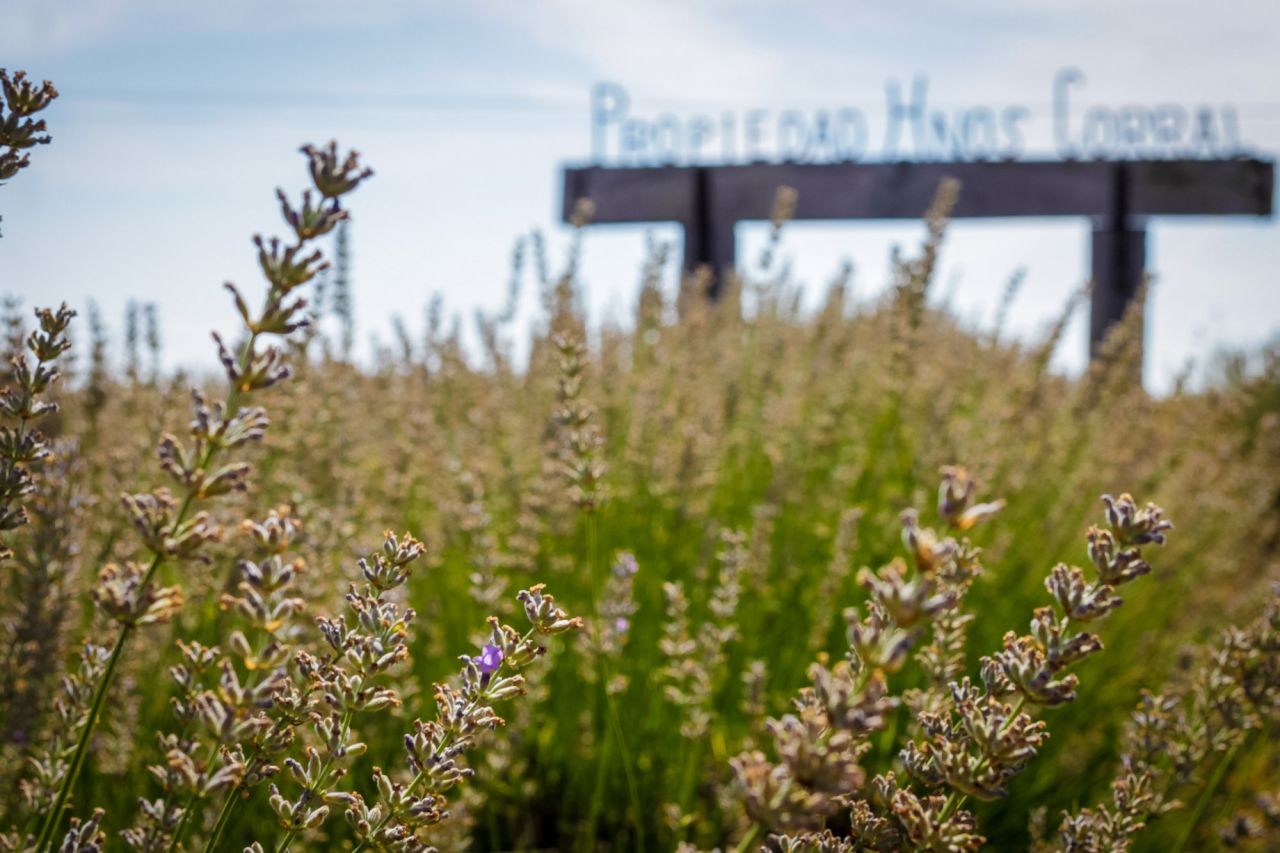 La empresa Hnos. Corral explota unas 500 hectáreas de terreno en la comarca de la Alcarria de las cuales 300 son de lavanda. 