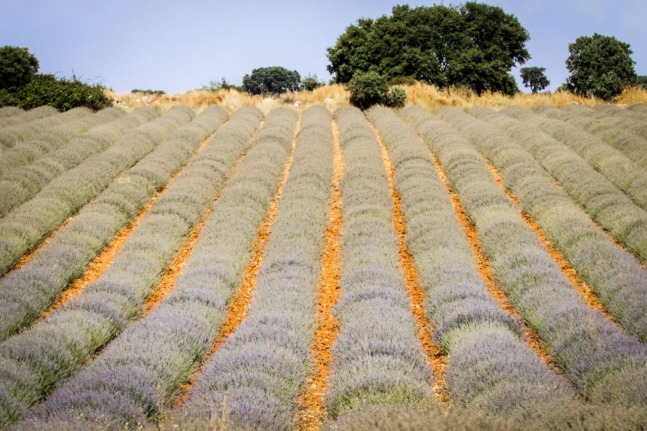 Campos de lavanda sin cosechar.