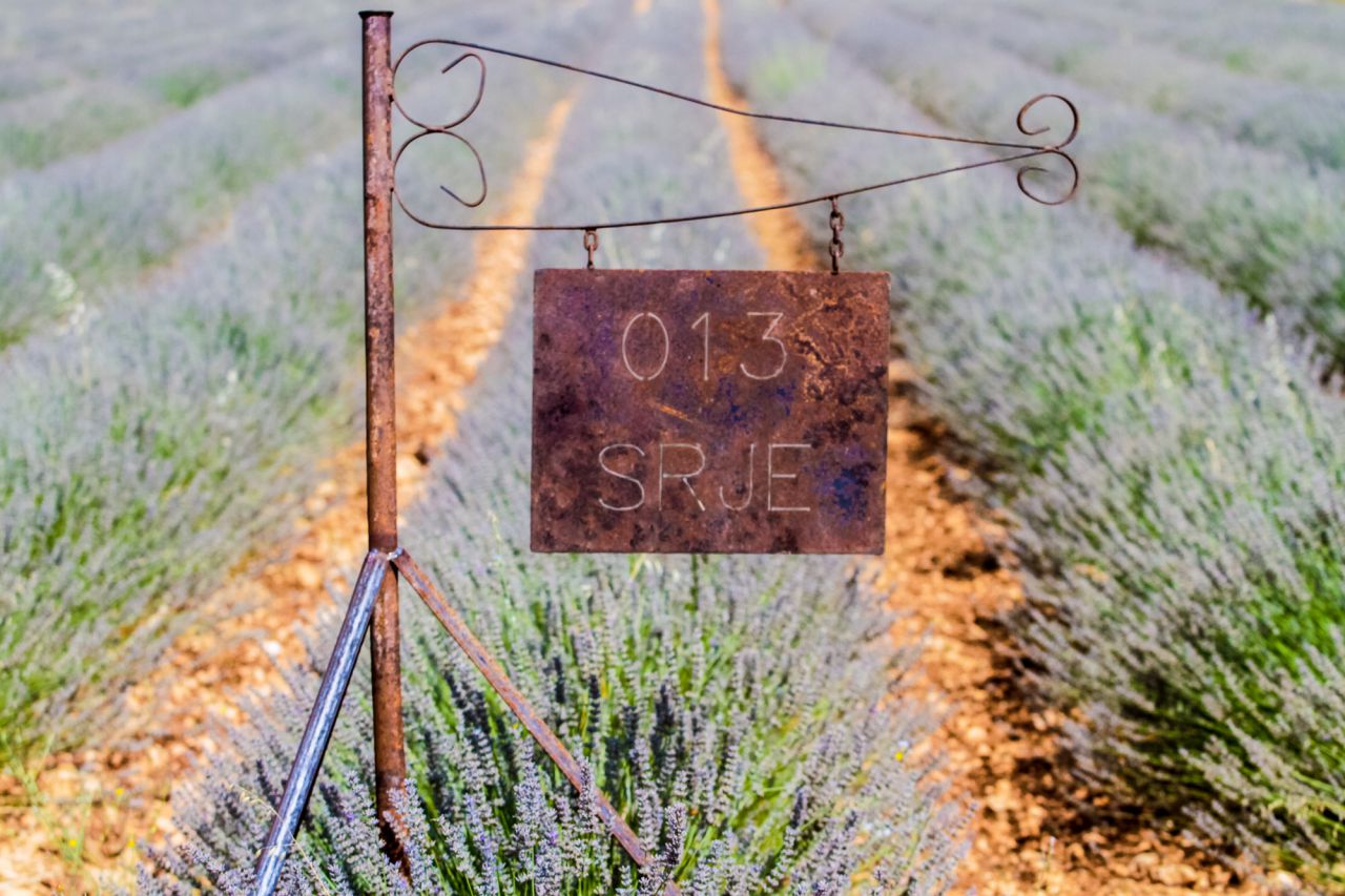 Una de las variedades que planta de lavanda.