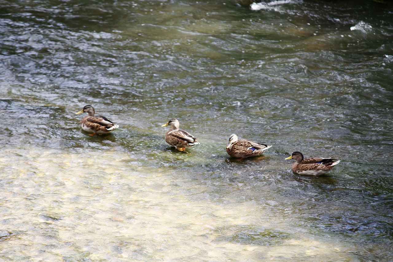 Patos en el Manzanares