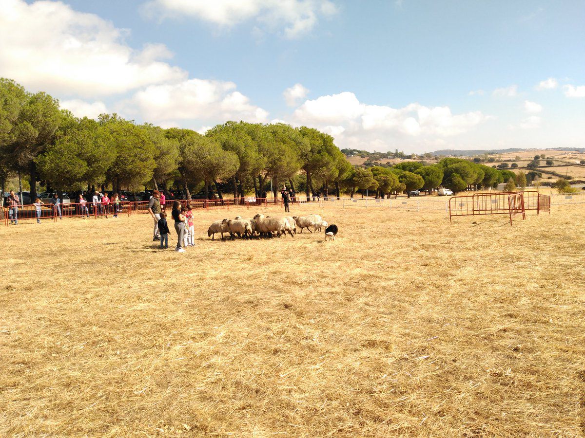 Exhibición de pastoreo con perro y ovejas churras colmenareñas