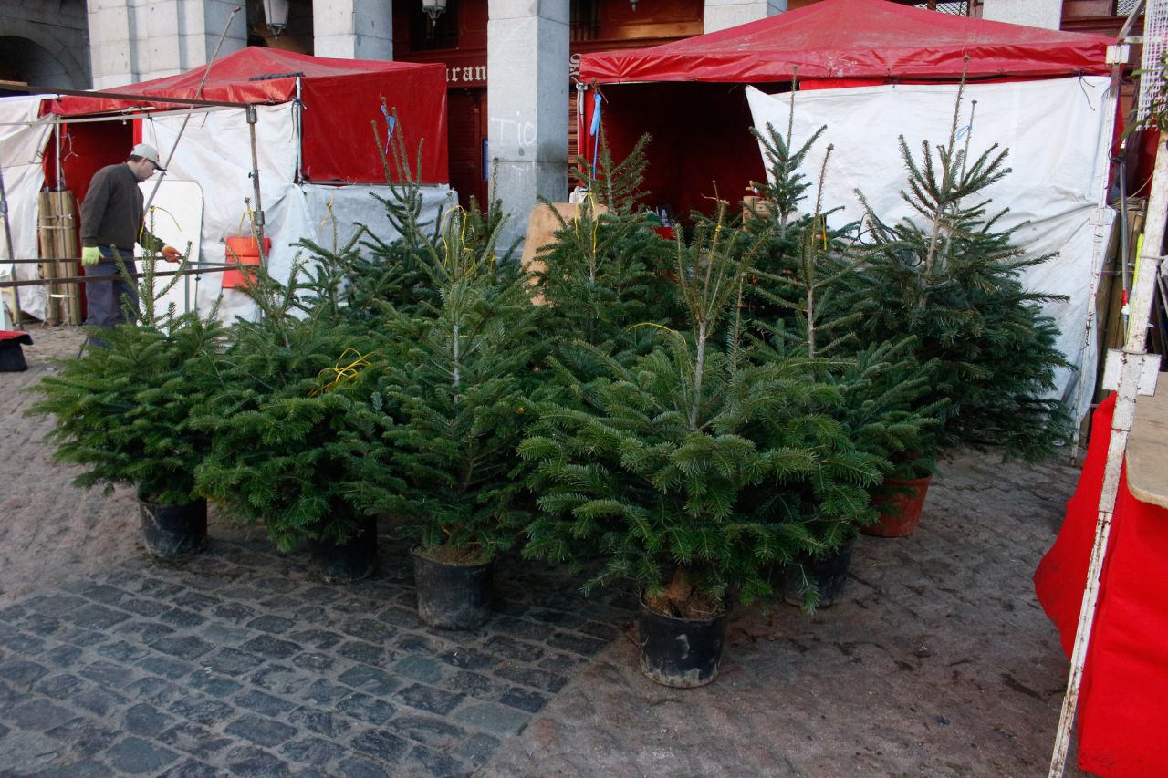 Abetos en el mercadillo de la Plaza Mayor