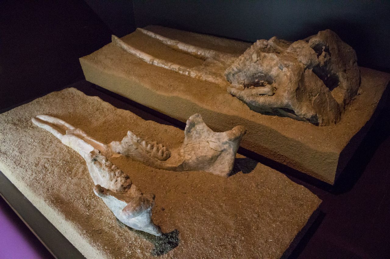 El museo posee una sala dedicada exclusivamente a la fauna madrileña de hace decenas de miles de años..