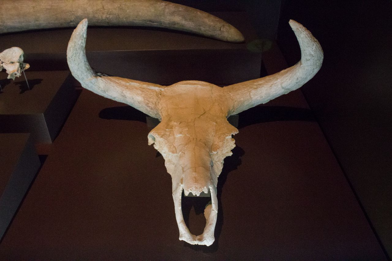 Cráneo de un uro, antecesor del toro.