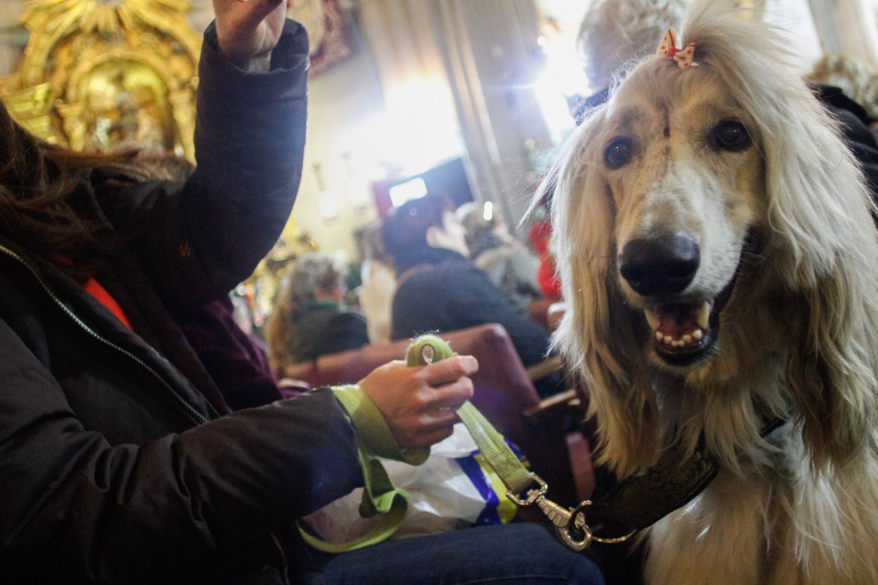 Mascotas y sus dueños dentro de la iglesia de San Antón.