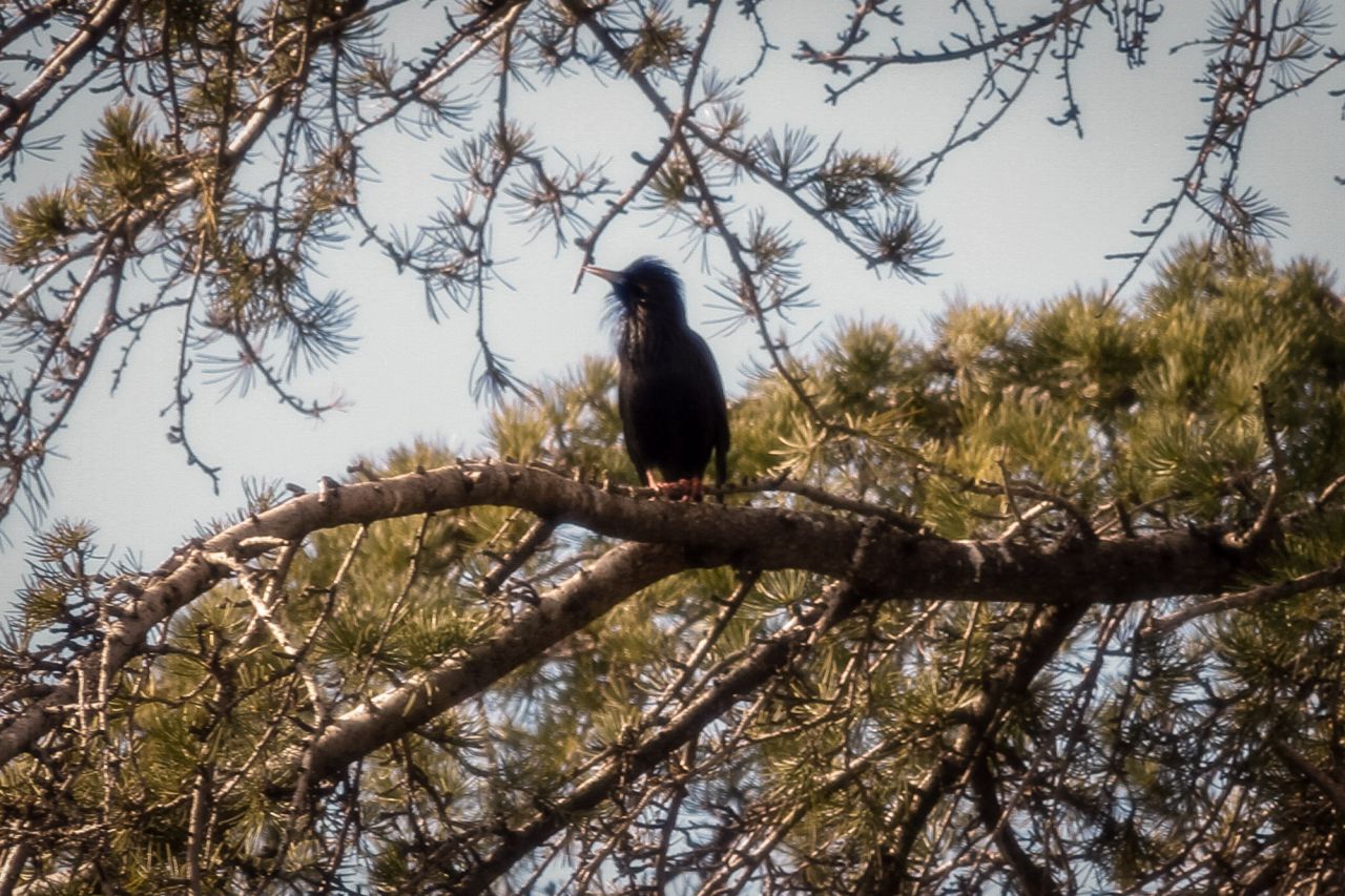 Un estornino negro (Sturnus unicolor) en todo su esplendor posado en una rama.