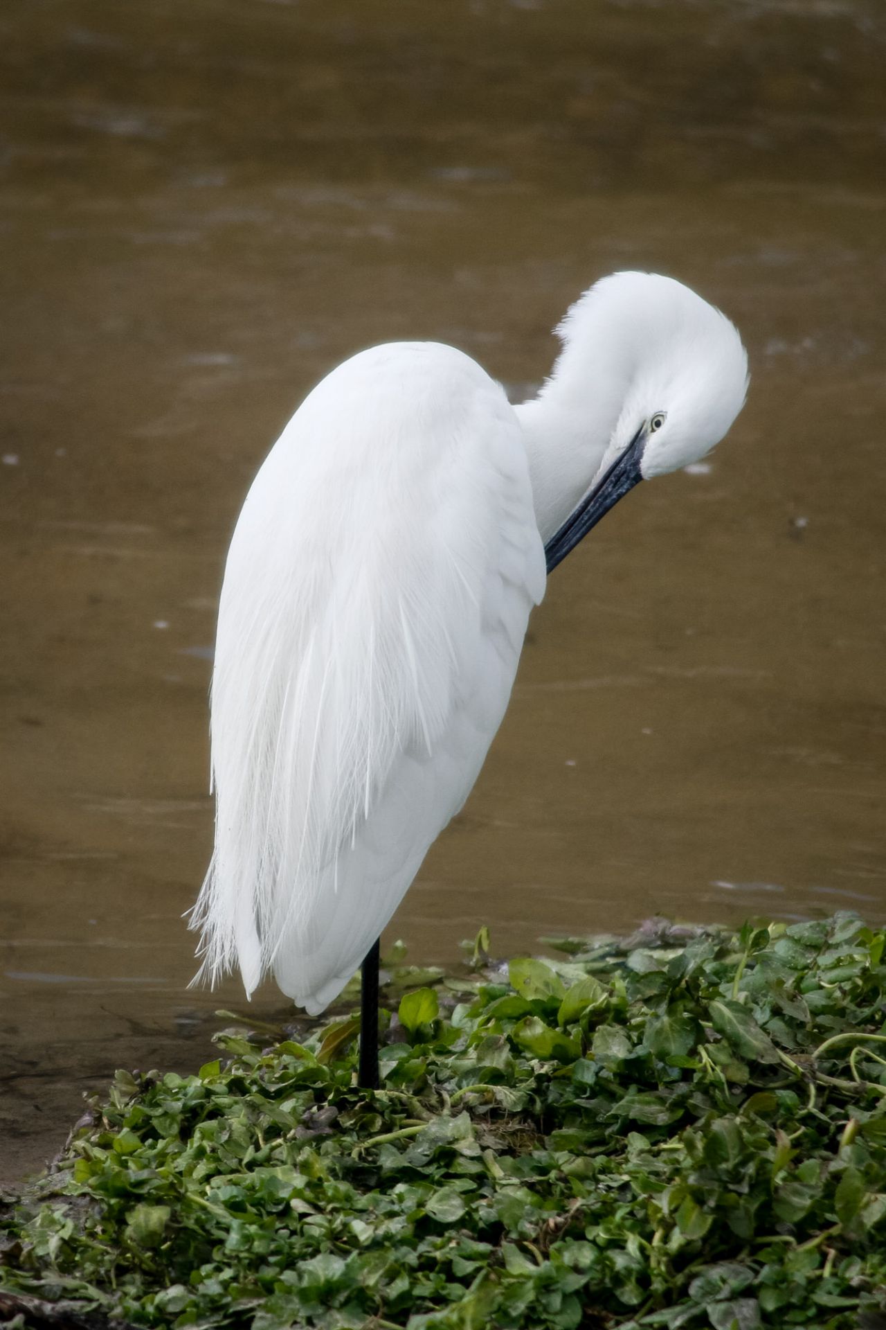 Una garceta común (Egretta garzetta) se atusa las plumas cerca del puente de Segovia en Madrid Río.