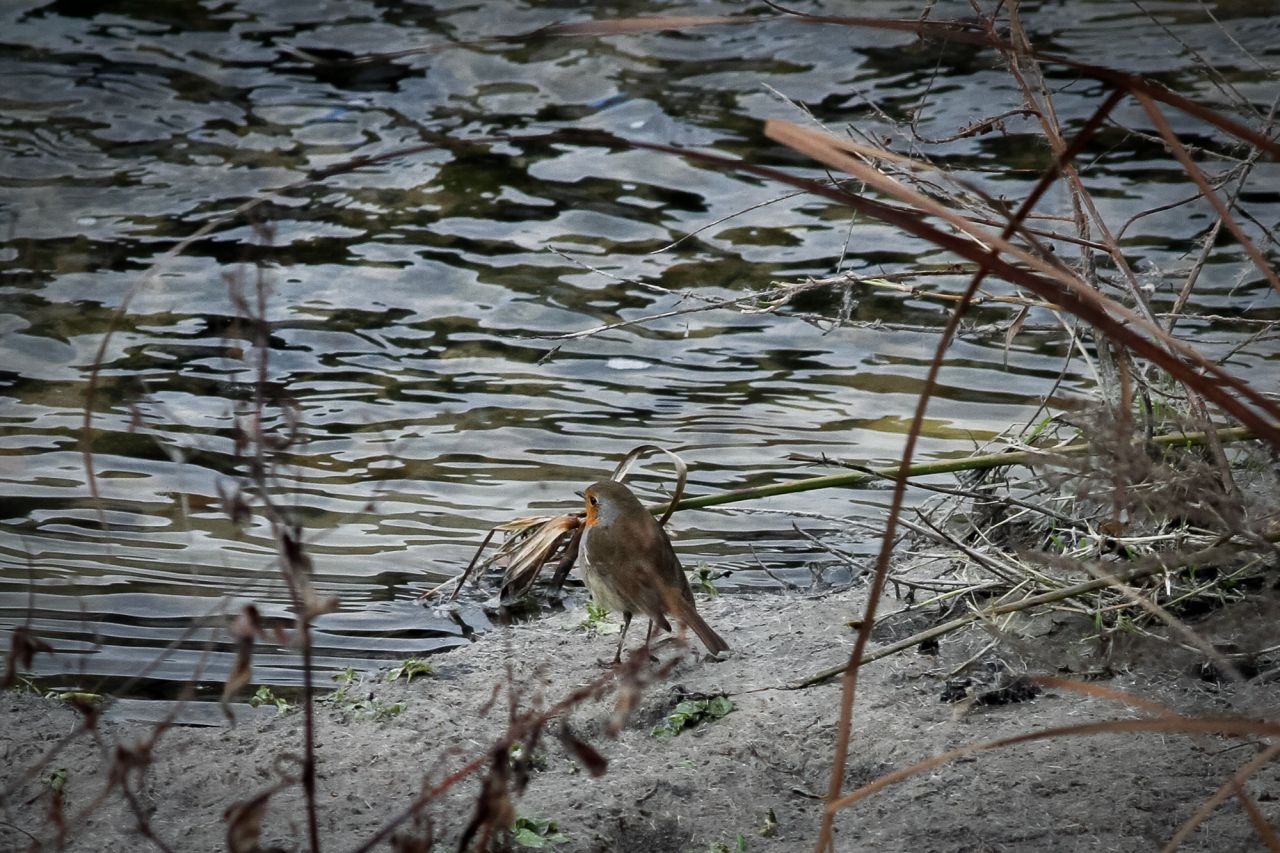 Un petirrojo junto al agua del río Manzanares.
