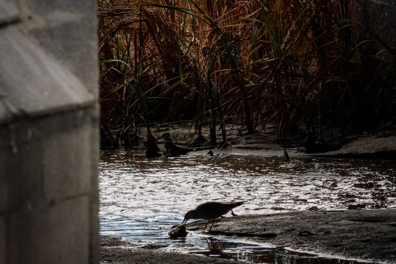 Una gaviota se alimenta de un pez muerto bajo el puente del Rey.