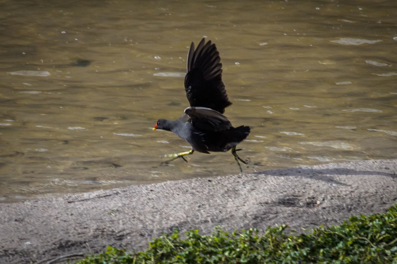 Una gallineta común (Gallinula chloropus) inicia el vuelo persiguiendo a otra ave.