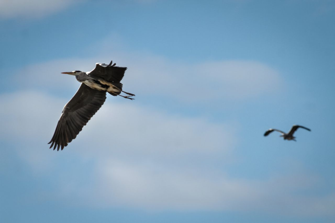 Una pareja de garzas reales (Ardea cinerea) en pleno vuelo.