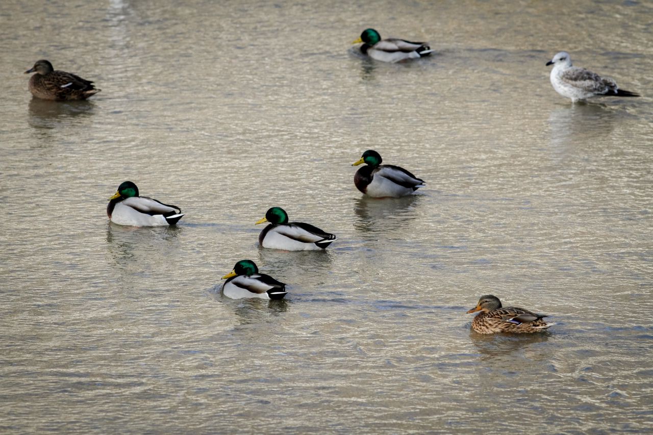 Varios ánades azulones (Anas platyrhynchos), machos y hembras descansan en un remanso junto a una gaviota.