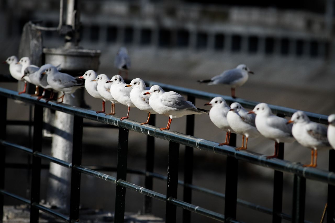Algunas gaviotas reidoras posadas en la barandilla de una de las presas de Madrid Río.