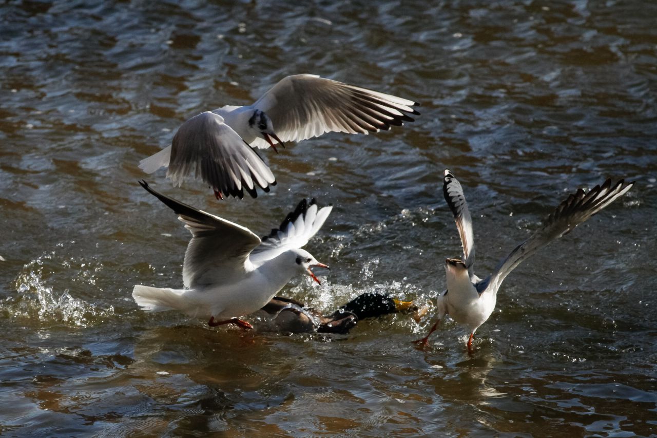 Lucha entre tres gaviotas reidoras (Chroicocephalus ridibundus) y un ánade azulón por un trozo de pan.