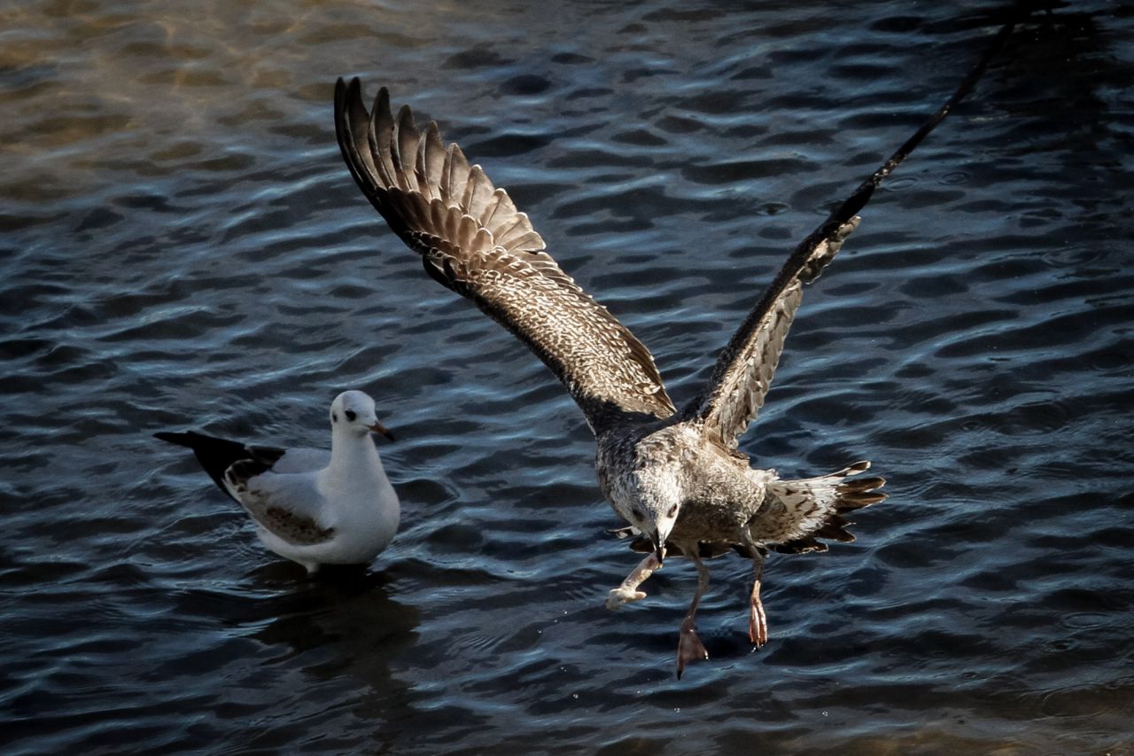 Un ejemplar de primer invierno de gaviota.