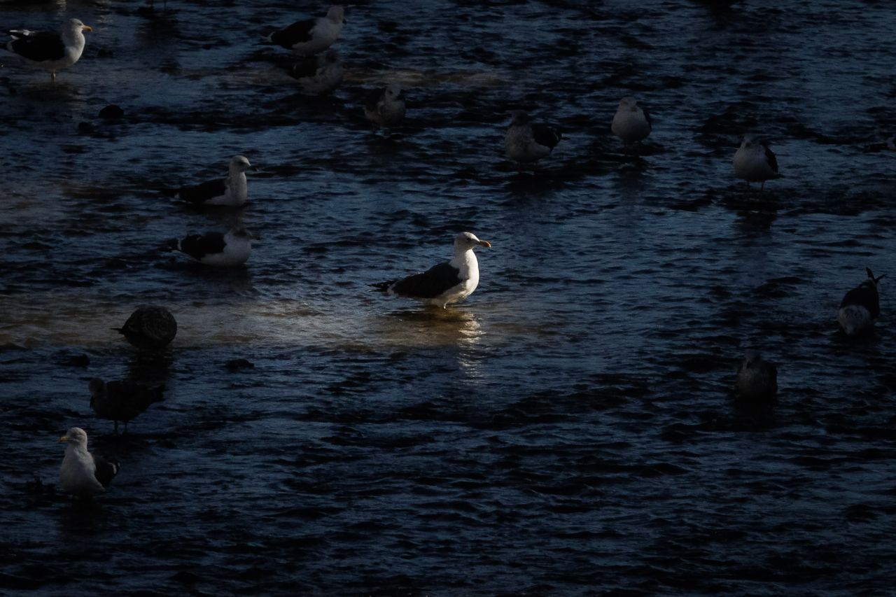 Uan gaviota patiamarilla en otras muchas.