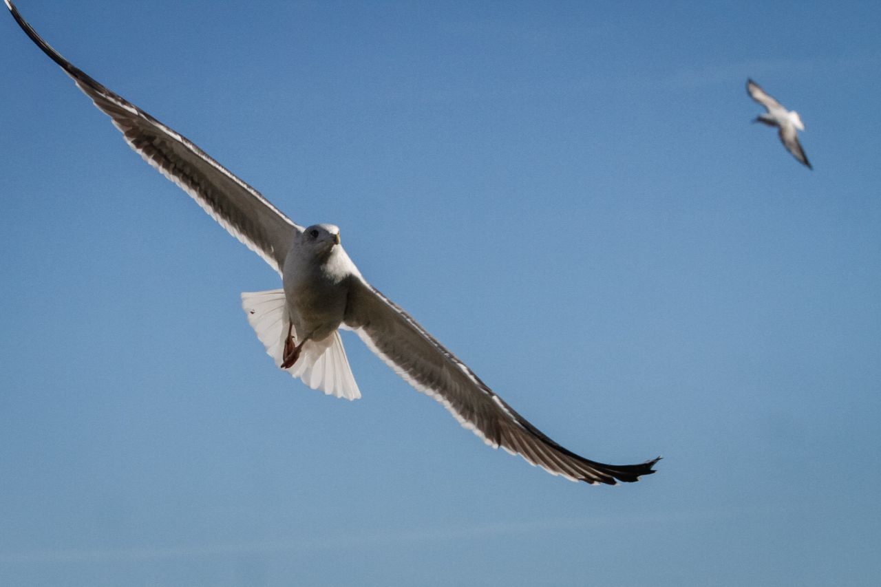 Dos ejemplares de gaviotas en pleno vuelo de aproximación al río.