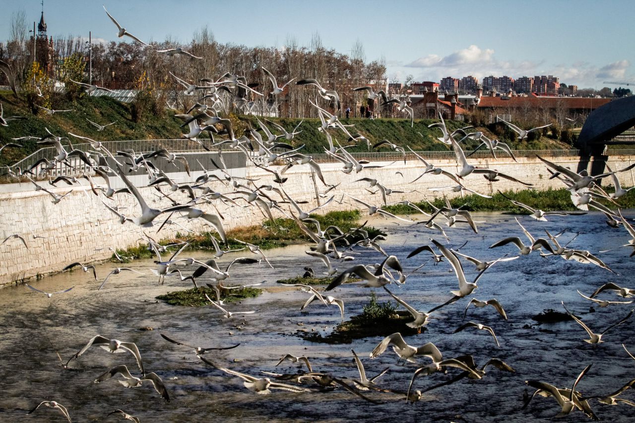Una bandada de gaviotas alza el vuelo.
