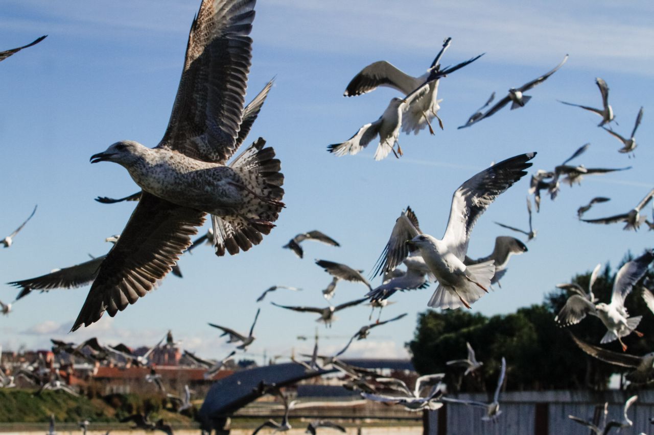 Una bandada de gaviotas alza el vuelo a la altura de la presa número 8 de Madrid Río.