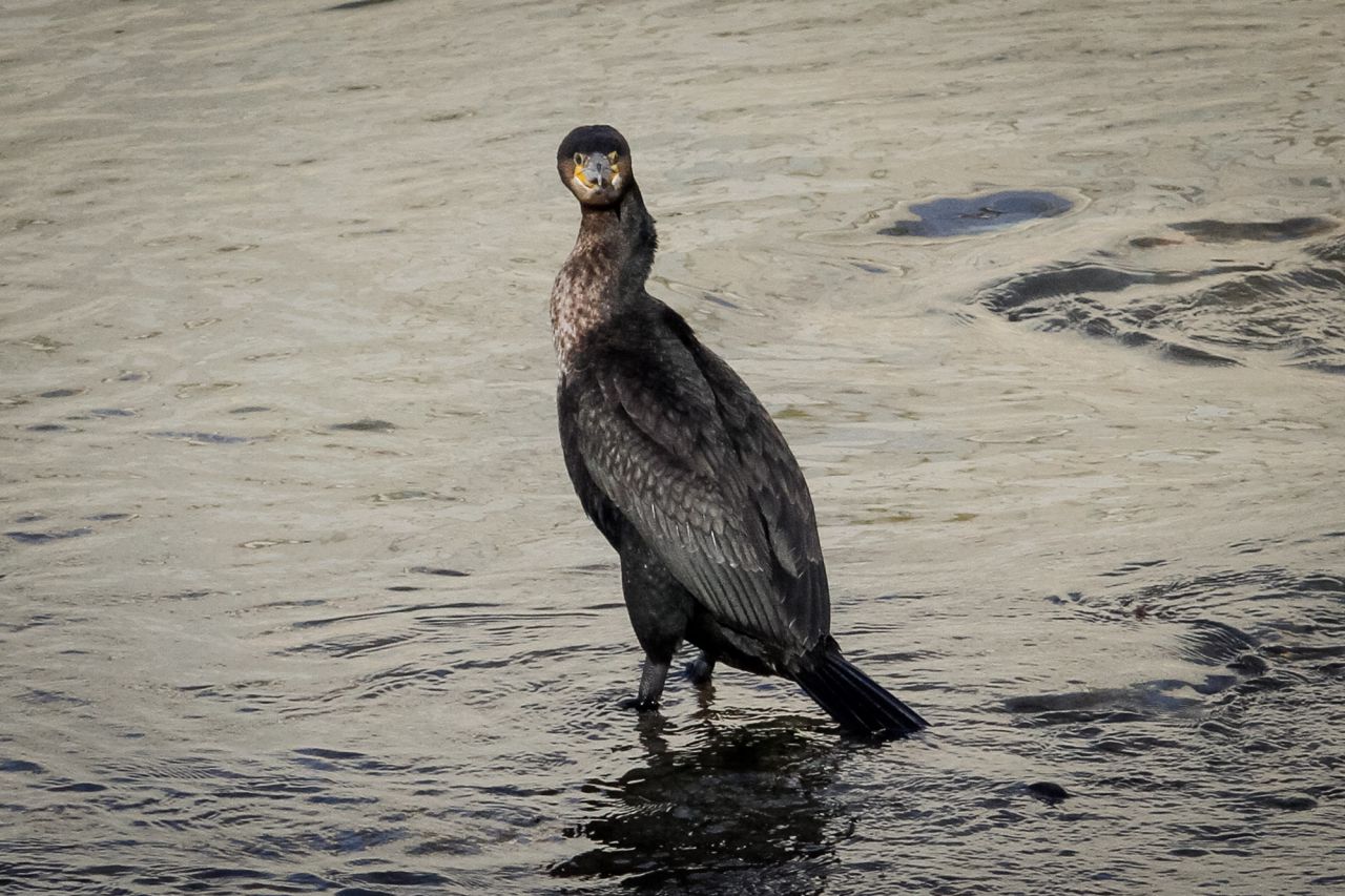 Un cormorán grande (Phalacrocorax carbo) mirando a cámara.