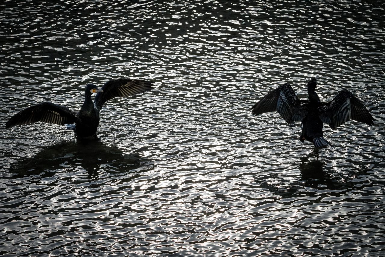 Una pareja de Cormoranes grandes (Phalacrocorax carbo) secan sus plumas al sol.