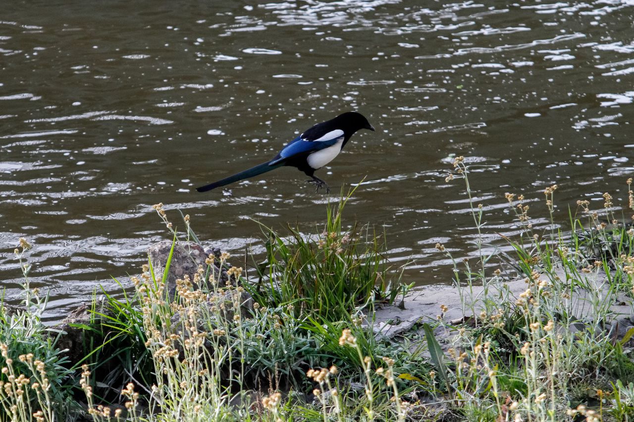 Un especimen de urraca (Pica pica) en pleno salto.