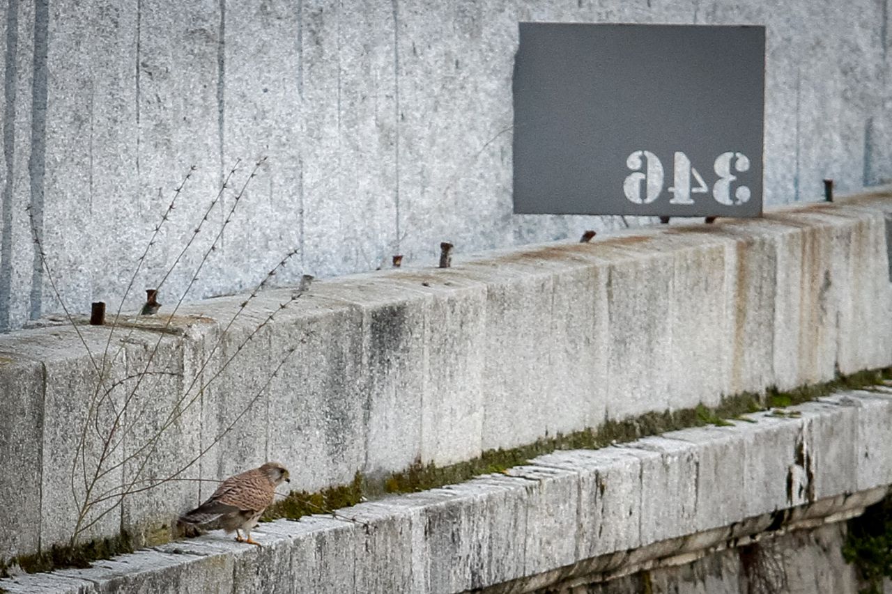 Un ejemplar de cernícalo primilla (Falco naumanni) posado en un voladizo a la altura del puente de Praga.