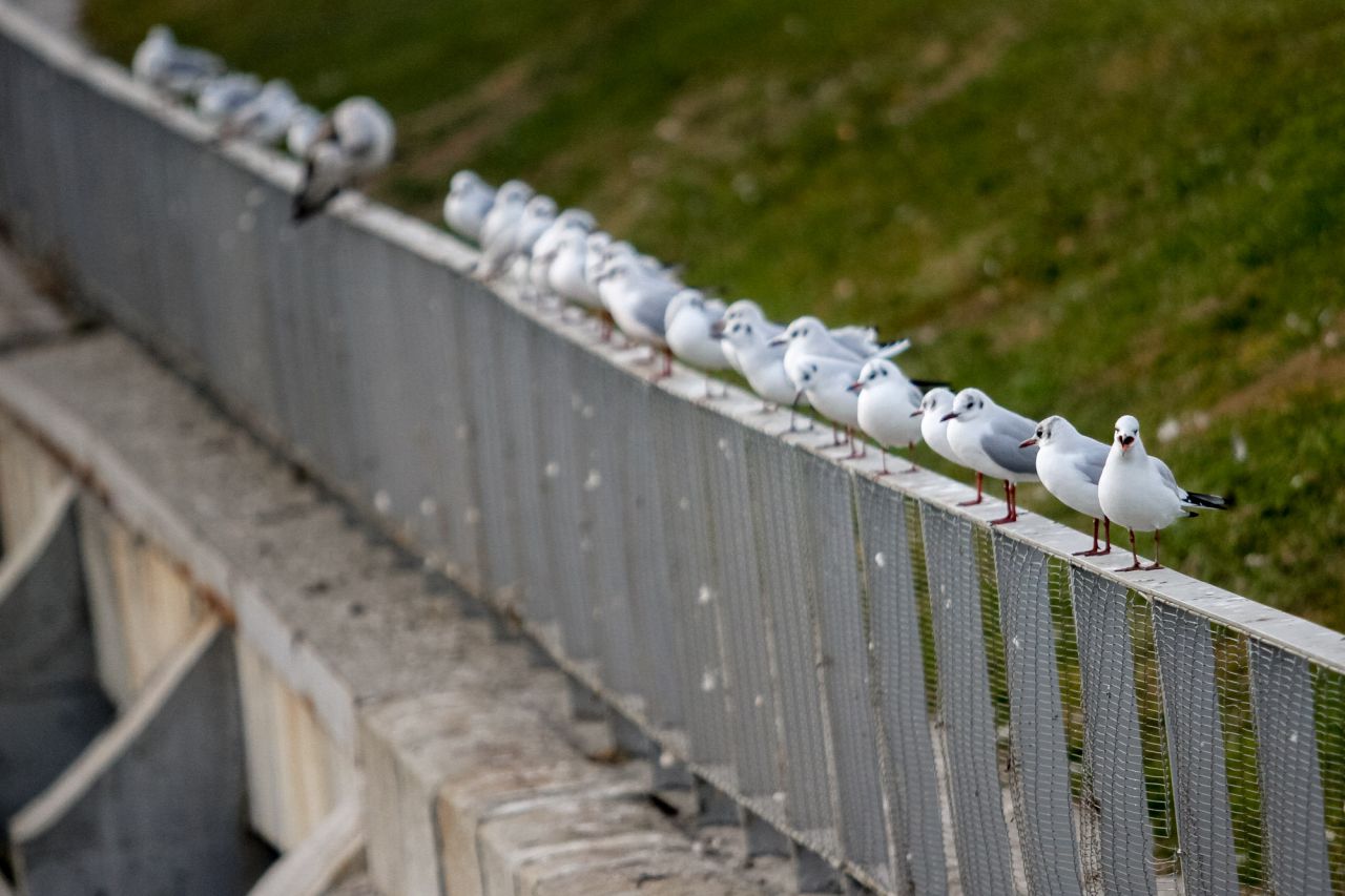 Varias gaviotas descansan en una barandilla.