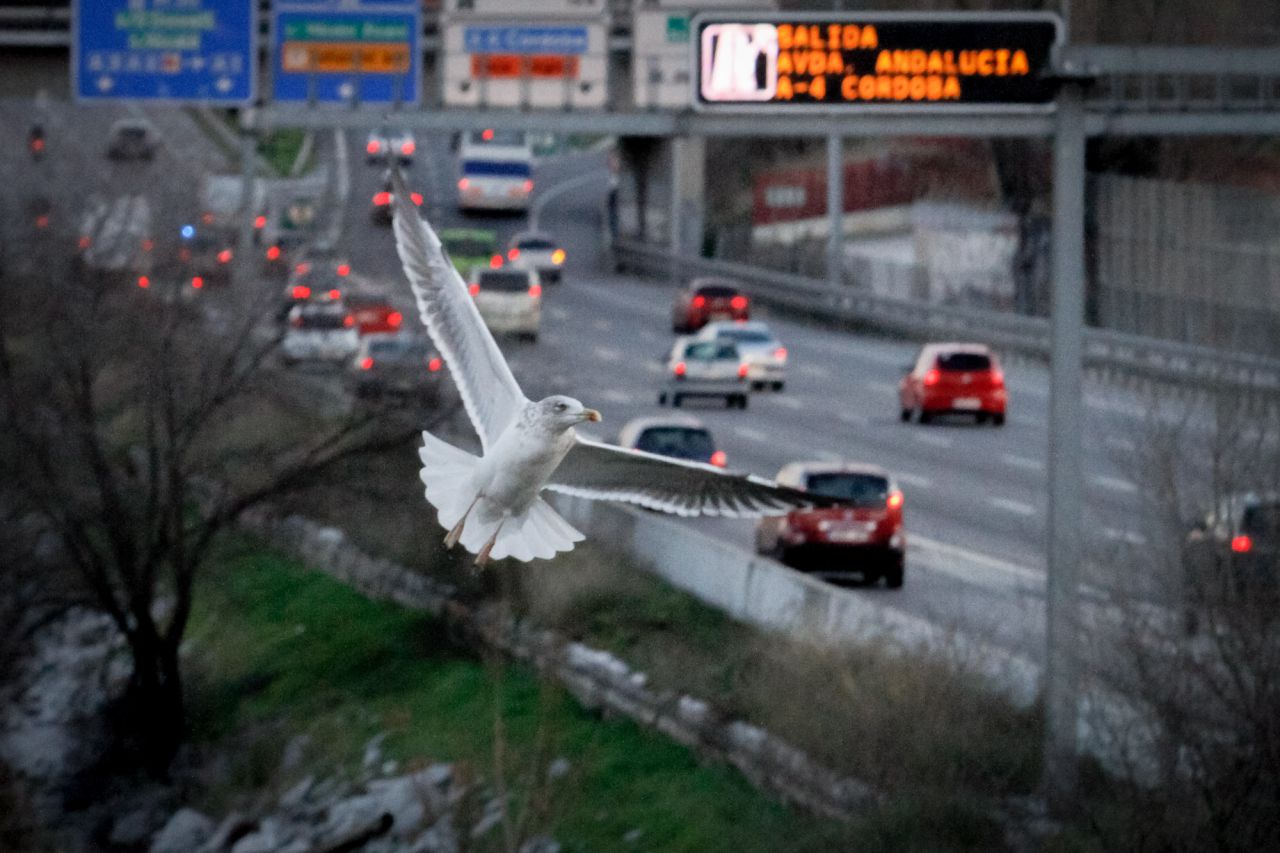 Gaviota sombría en pleno vuelo, al fondo la M-30.