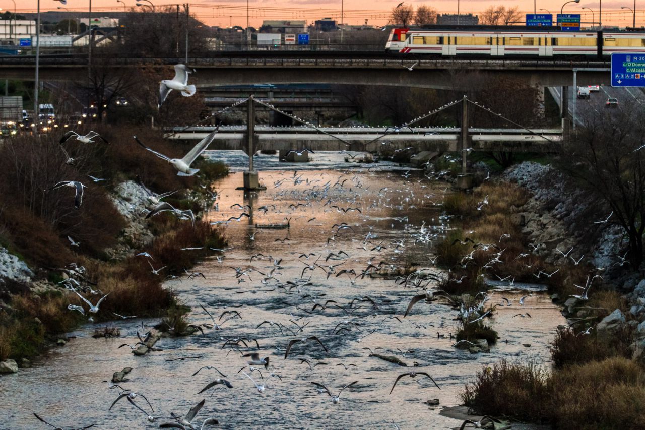 Inicio del vuelo de una bandada de gaviotas al paso de un tren de cercanías.