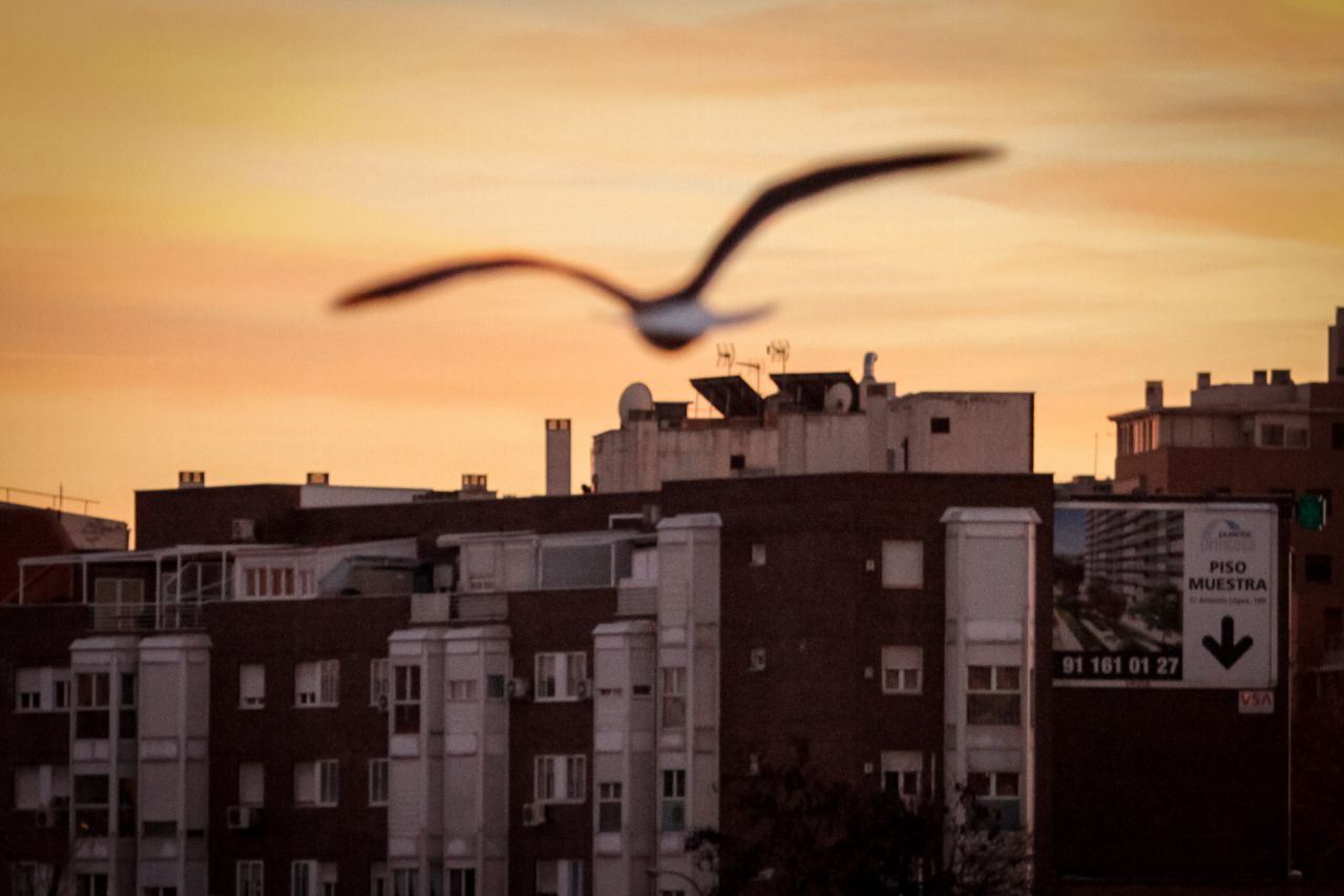 Una gaviota vuela por encima de los edificios de Usera.