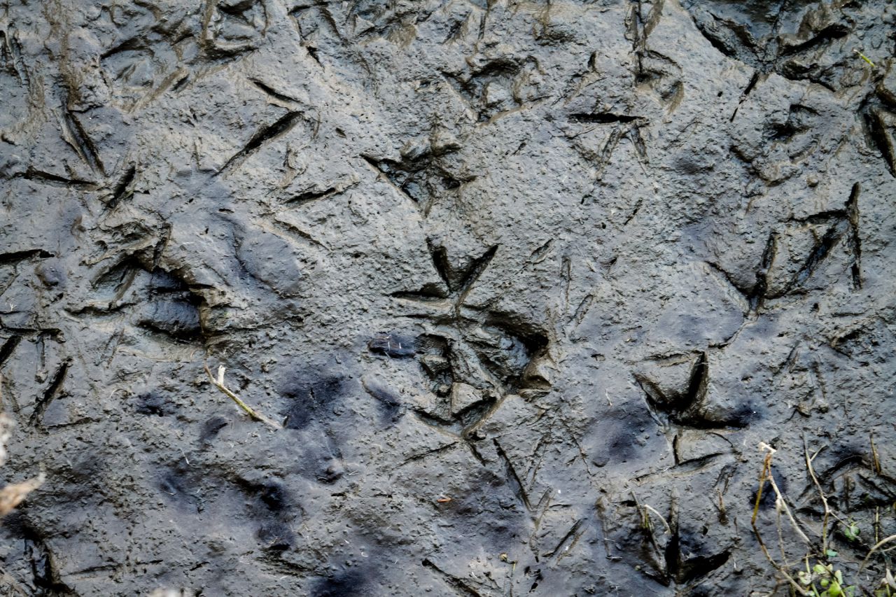Huellas en el fango de la gallineta (Gallinula chloropus).