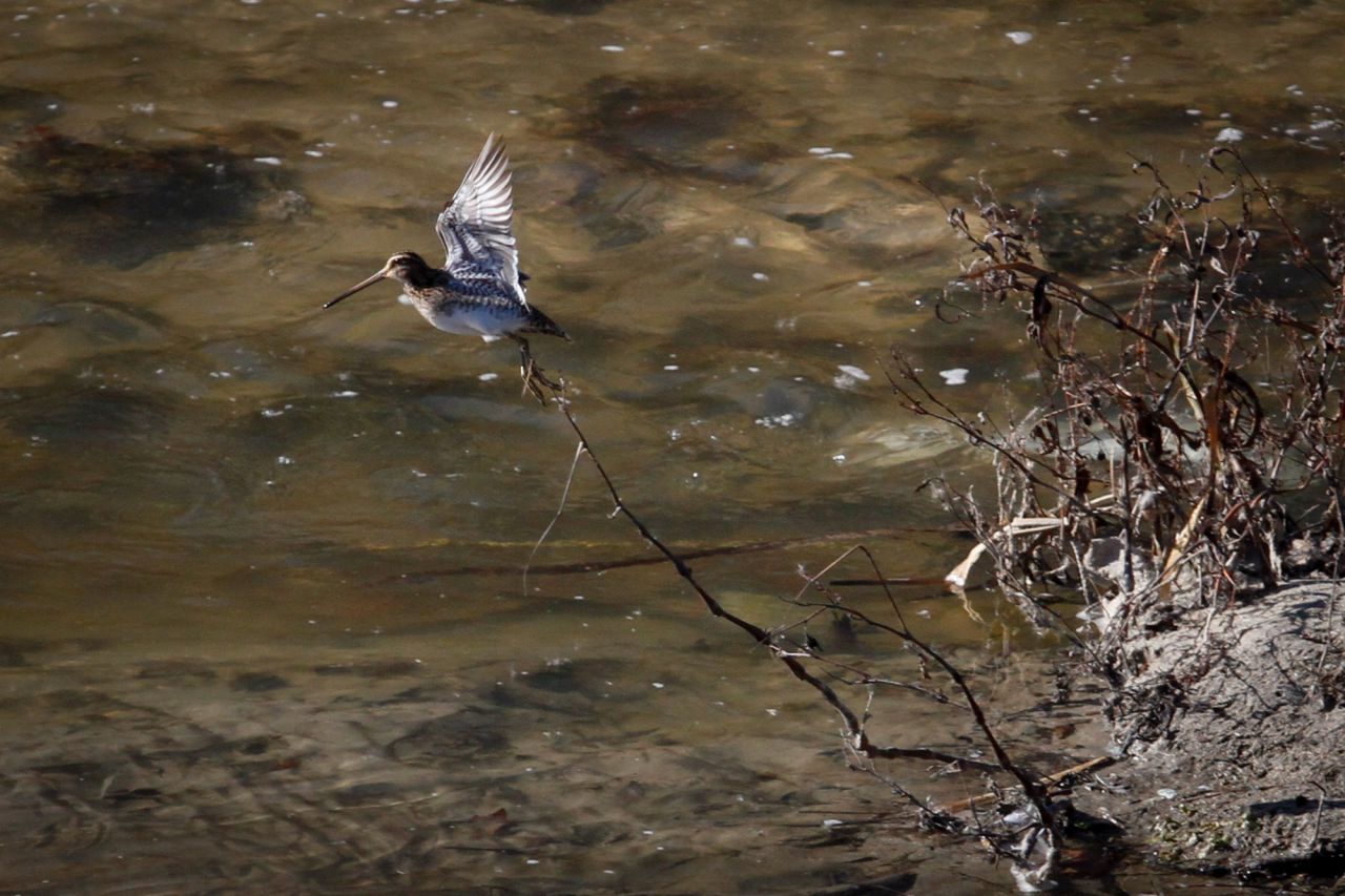 Una agachadiza (Gallinago gallinago) levanta el vuelo.