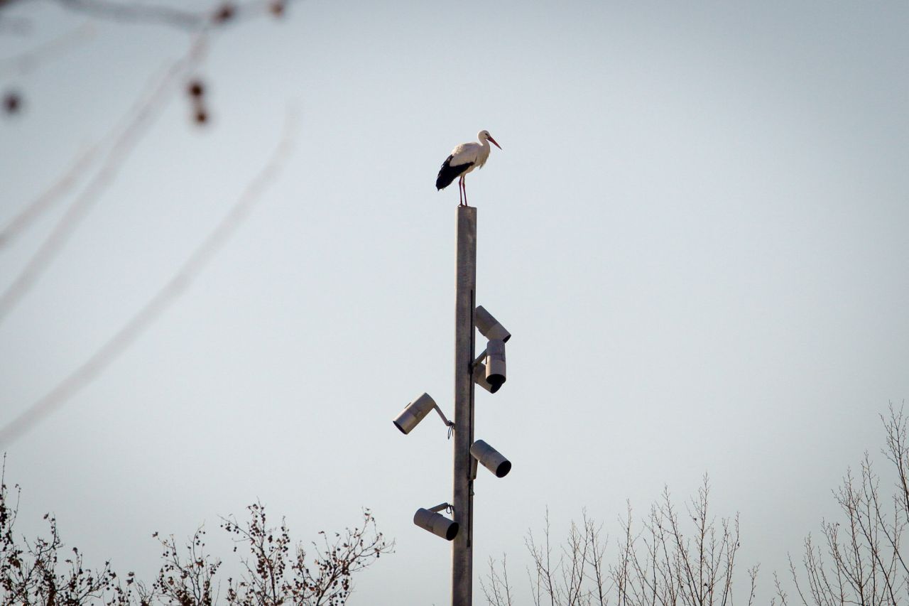 Una cigüeña posada en una de las farolas de Madrid Río.
