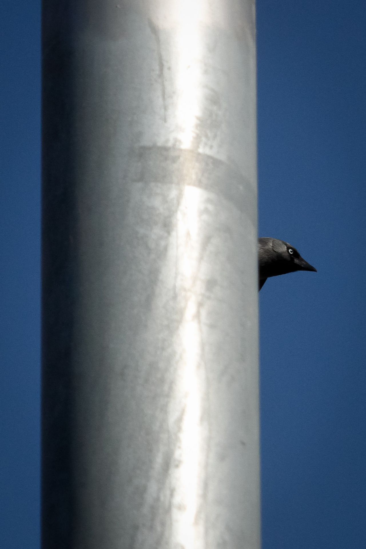 Una grajilla (Corvus monedula) asoma la cabeza en pleno vuelo tras una farola de Madrid Río.
