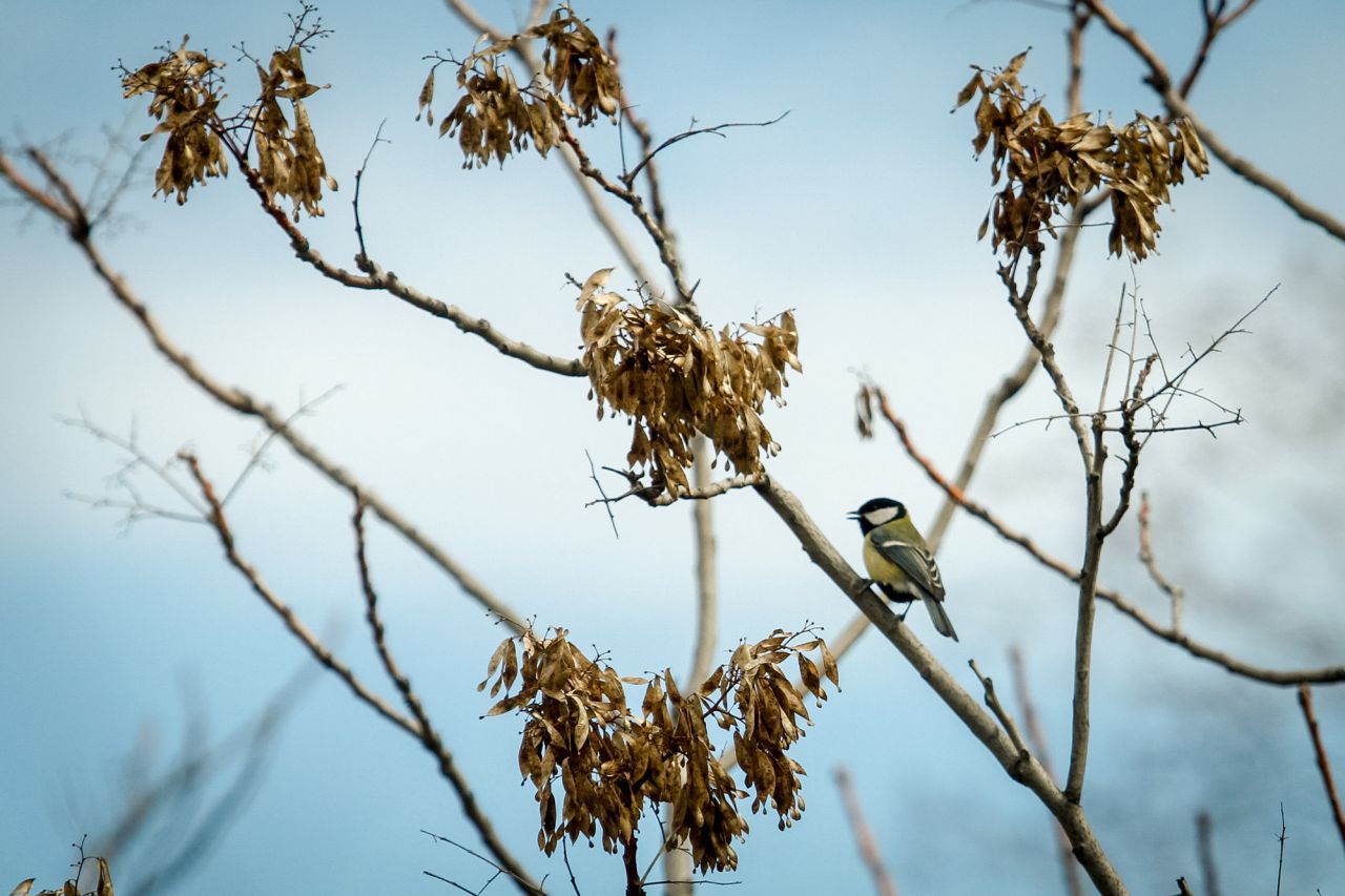 Un carbonero común (Parus major) en una rama de un árbol del trazado de las antiguas vías de tren
