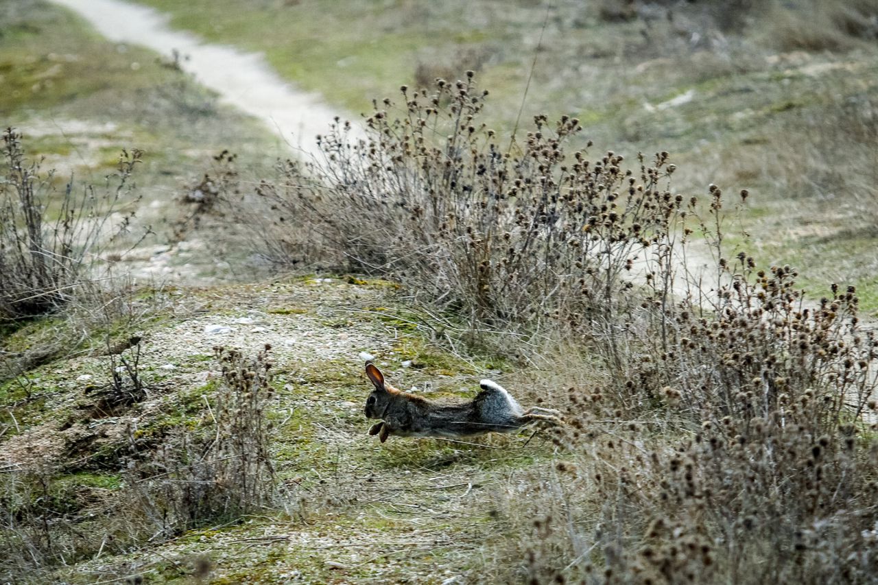 Un conejo en el camino