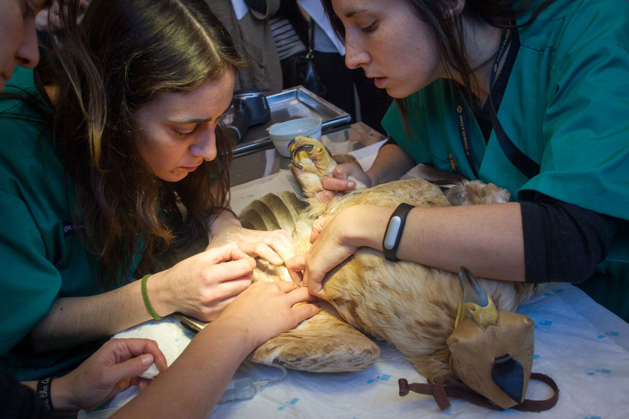 Las veterinarias de GREFA exploran a un pollo de dos años de edad de águila real que ha sufrido un traumatismo por choque.