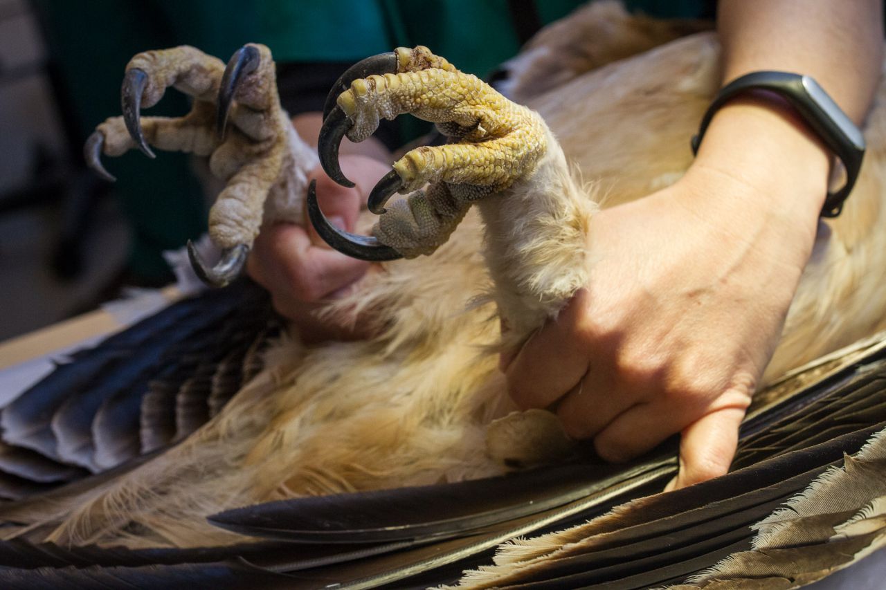 Garras de un pollo de dos años de águila real.