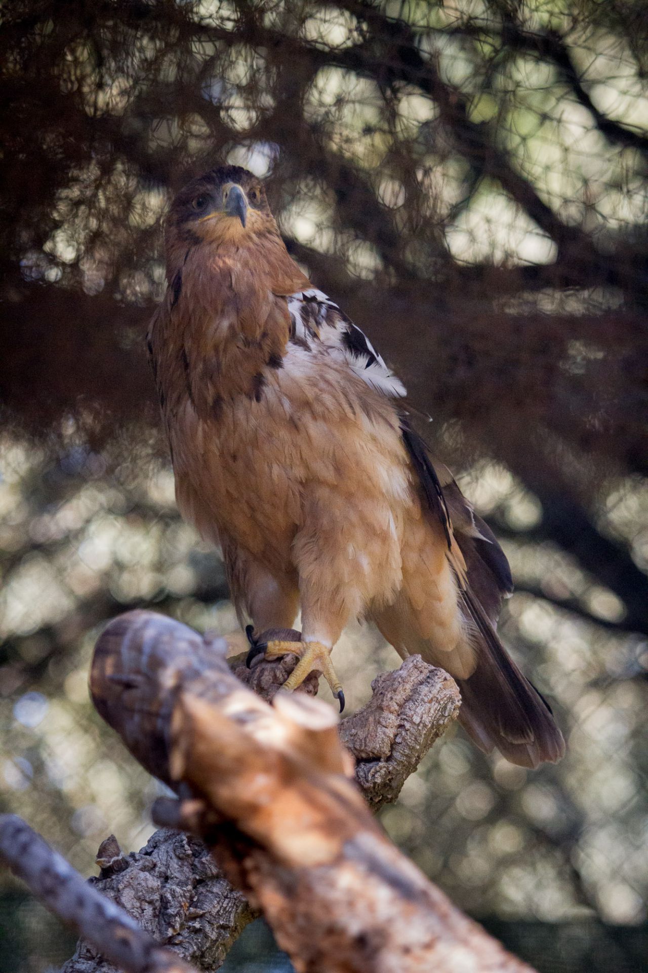 Un águila imperial en las instalaciones de GREFA.