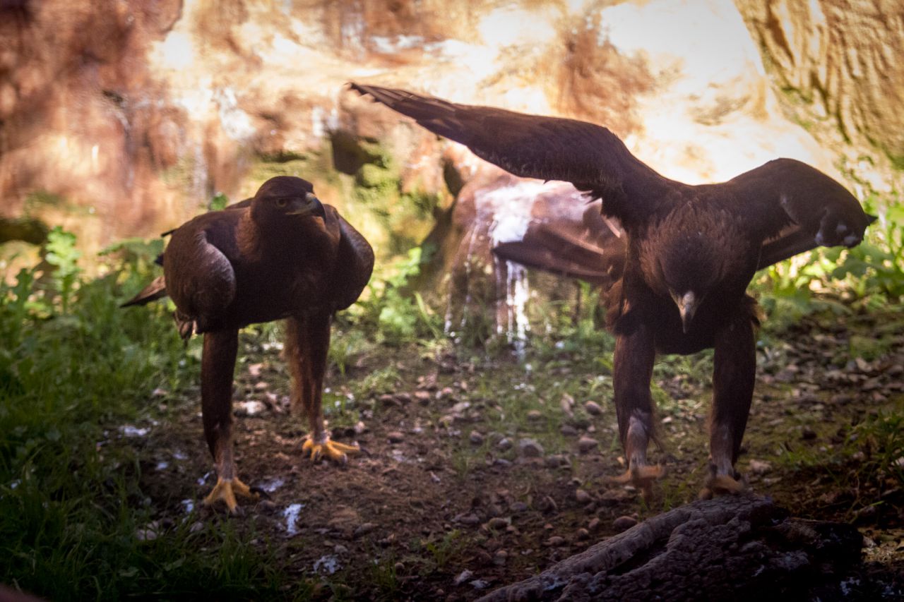 Una pareja de águilas reales afectadas por la electriocución en el hospital de fauna salvaje de GREFA.