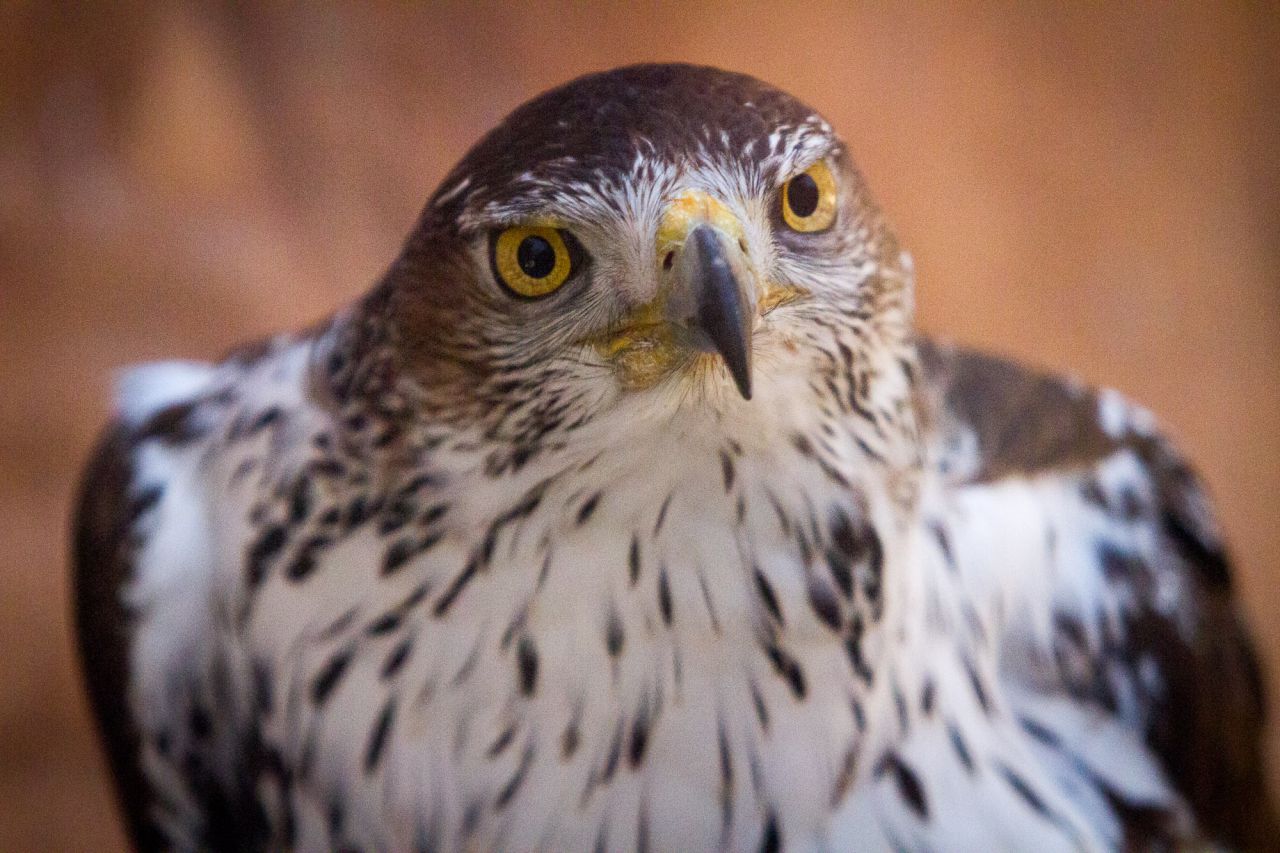 Un águila perdicera con su característico plumaje inferior blanco y con pintas negras.