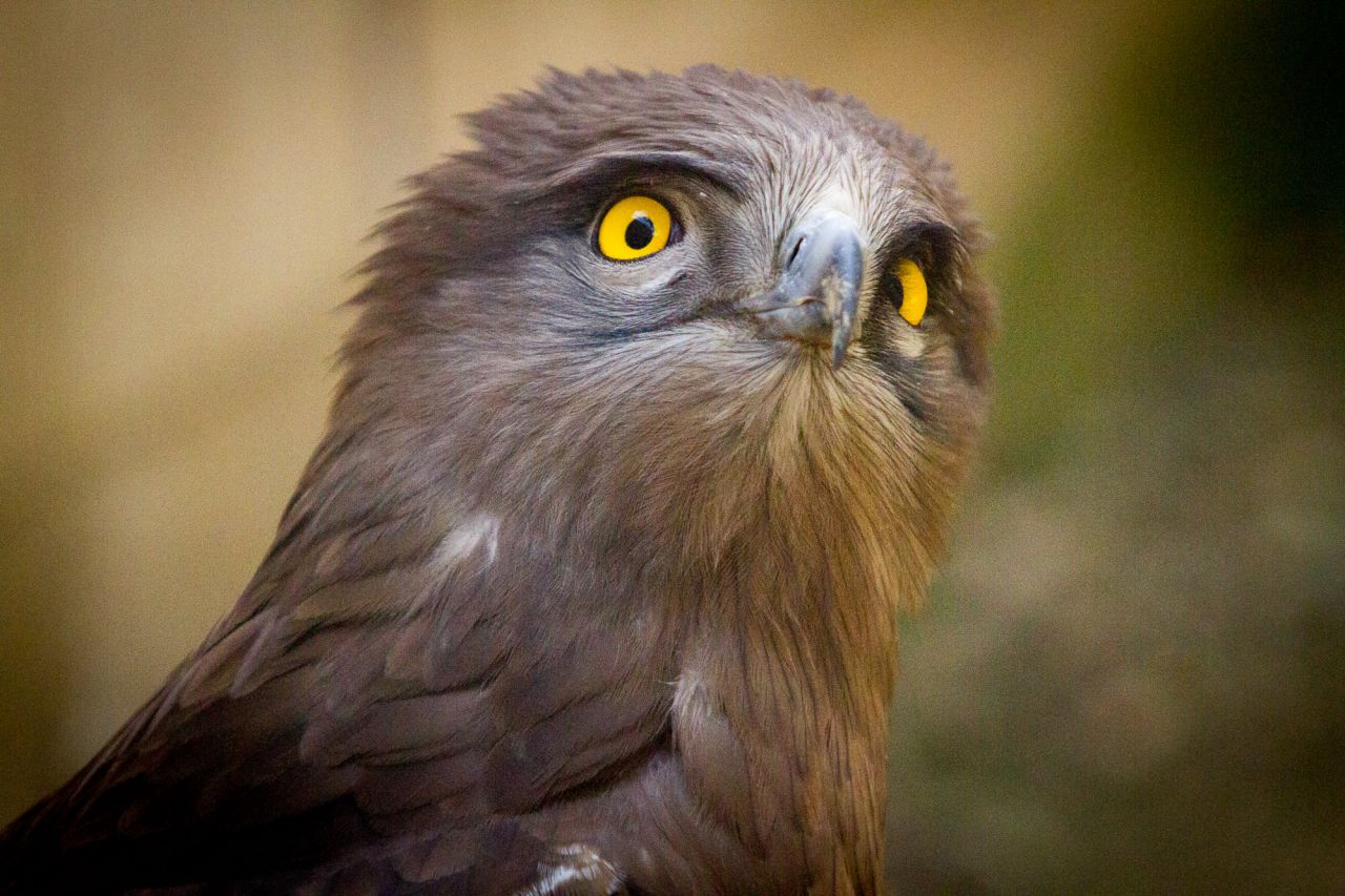 Un águila culebrera en el hospital de fauna salvaje de GREFA.