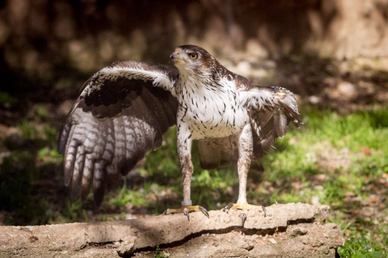 Un águila perdicera con un ala amputada.