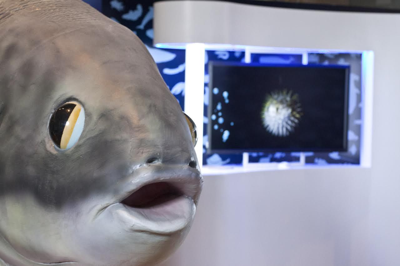 Es posible ver imágenes 3D estereoscópicas de especies y paisajes marinos, consultar información sobre el océano en dispositivos interactivos, asistir a una proyección en una espectacular pantalla gigante curva que produce un efecto inmersivo o contemplar la grandiosidad de la ballena jorobada. 